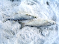 Зимняя рыбалка 4